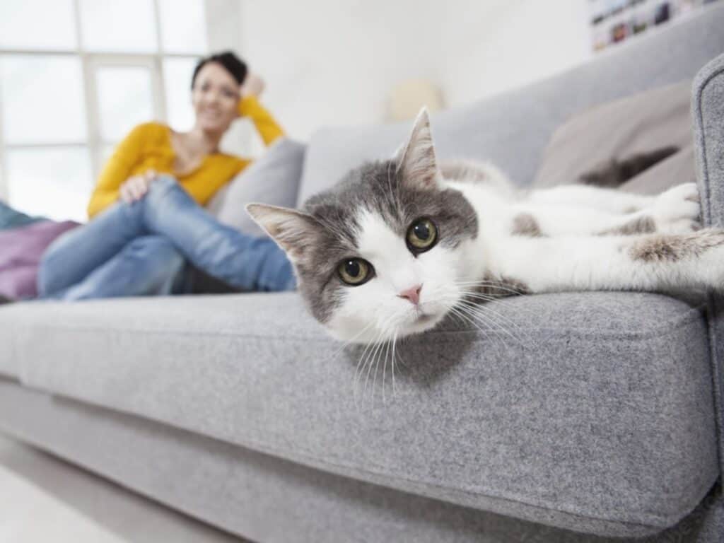 woman in yellow jumper sits on grey sofa with grey and white cat 