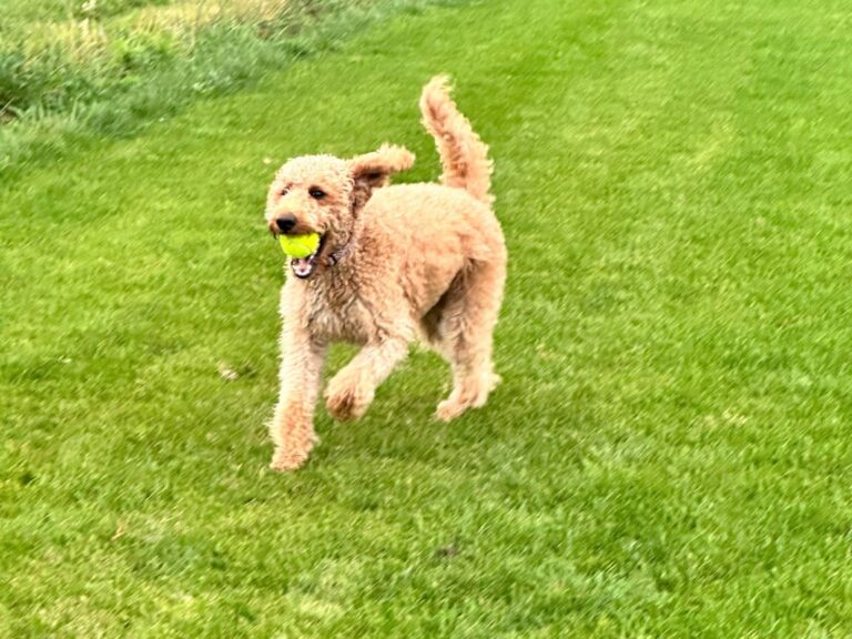 10 Keys to a Successful Dog Sitting Experience